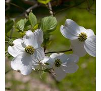 Cornouiller fleuri - Cornus florida | 50-60 cm en conteneur