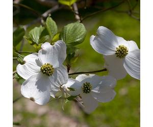Cornouiller fleuri - Cornus florida | 50-60 cm en conteneur