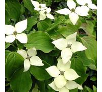 Cornouiller japonais - Cornus kousa « Schmetterling » | 50-60 cm en conteneur