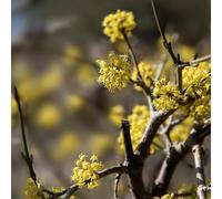 Cornouiller Mâle - Cornus Mas 60/80 cm Pot 3l - Plante En Pot - Hauteur 60/80 cm