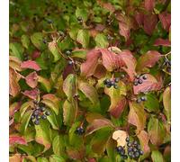 Cornouiller Sanguin Winter Beauty - Cornus Sanguinea Winter Beauty 50/60 cm Pot 3l - Plante - Hauteur 50/60 cm