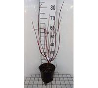 Cornus alba 'Miracle'® - Cornouiller 60- 80 cm en conteneur