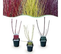 Cornus alba Tricolour - Mélange de branches rouges, vertes et violettes - 3 plantes - Feuillage caduc - Peu d'entretien - 40-50cm - Ø18cm - Plante de jardin
