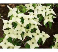 Cornus kousa 'Chinensis' - Cornus kousa 'Chinensis' 50-60 cm Topf