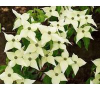 Cornus kousa 'Chinensis' - Fleur de Chine conteneur 50- 60 cm