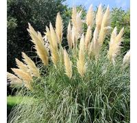 Cortaderia Selloana Tiny Pampa - Mini herbe de la pampa d'extérieur