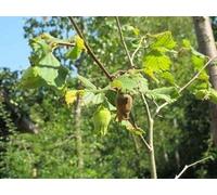 Corylus 'Hallesche Riesen' (également appelé 'bollwiller') - Noisetier 'Hallesche Riesen' | 80-100 cm en pot