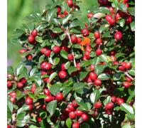 Cotoneaster dammeri 'Major' - Plante couvre-sol robuste et dense - 48 plants