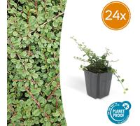 Cotoneaster pr. 'Reine des tapis' | 24 pièces - 10-25cm - Ø9cm - Plante de jardin