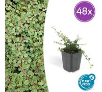 Cotoneaster pr. 'Reine des tapis' | 48 pièces - 10-25cm - Ø9cm - Plante de jardin