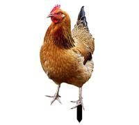 Cour de poulet - poule réaliste avec des détails de plumes vives | Poulet Garden Stakes | Statue de coq de volaille pour une charmante décoration de plein air dans les jardins, les pelouses ou les ent