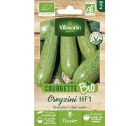 Courgette Greyzini - BIO