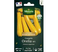 Courgette Orélia HF1 - Graines d'Exception