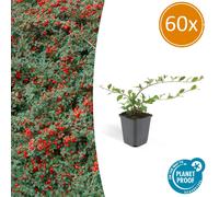 Couvre-sol - Cotoneaster dammeri - Cotoneaster nain - Pot de 9cm - Set de 60 plantes