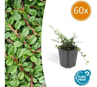 Couvre-sol - Cotoneaster 'Streib's Findling' - Pot de 9cm - Set de 60 plantes