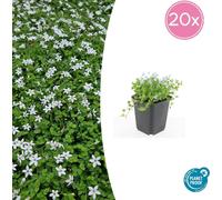 Couvre-sol - Lobelia blanc - Isotoma fluviatilis 'Alba' - Pot de 9cm - Set de 24 plantes