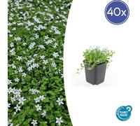 Couvre-sol - Lobelia blanc - Isotoma fluviatilis 'Alba' - Pot de 9cm - Set de 48 plantes