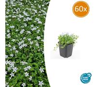 Couvre-sol - Lobelia blanc - Isotoma fluviatilis 'Alba' - Pot de 9cm - Set de 60 plantes