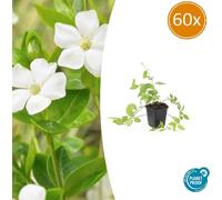 Couvre-sol - Pervenche à grandes feuilles - Vinca major 'Alba' - Pot de 9cm - Set de 60 plantes