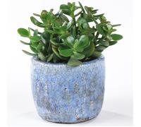 Crassula Ovata - Arbre de Jade Plante d'Intérieur pour Bureaux en pot de 12 cm