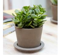 Crassula Ovata Arbre de Jade - Plante d'Intérieur Succulente Vivante de 12cm en Pot