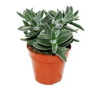 Crassula Tarantula - Feuilles épaisses de tarentule - Facile d'entretien - Plante d'intérieur - Pot de 12 cm