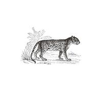 Créateur d'intérieur - Sticker Plat Mural "Léopard" 78x125cm Noir & Blanc