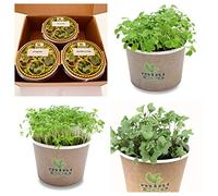 Cresson de Jardin Roquette et Brocoli Micro-pousses Graine à Germer Bio. Plantules Grandir Cultiver Croissante Légume Végétal Germes Microgreens