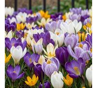 Crocus Rêve de Printemps, 50 bulbes en mélange de 5 variétés, de Hollande | Gros calibre, floraison de février à avril, rustiques, naturalisables en pelouse ou rocaille, balconnière ou pot, mellifères