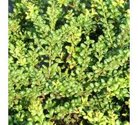 Cuillère de houx japonaise - Ilex crenata « Convexa » - Vert - 60-80 cm - Pour élevage en plein air