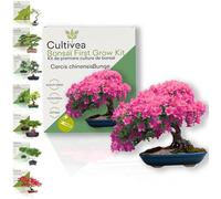 CULTIVEA® Kit First Bonsai Cercis Chinensis - Prêt à Pousser avec Graines & Accessoires - Idée Cadeau Jardinage | Made In France