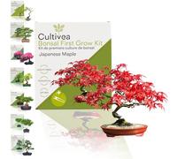 Cultivea-kit first bonsai japanese maple