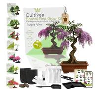 Kit first bonsai purple vine avec accessoires