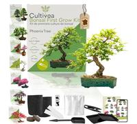CULTIVEA® Kit First Bonsai- Kit de première culture de Bonsaï - Prêt à Pousser avec Graines & Accessoires - Idée Cadeau Jardinage (Phoenix Tree)