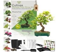 Cultivea - kit first bonsai phoenix tree