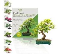 Cultivea - Kit First Bonsai Phoenix Tree - Idée Cadeau original G
