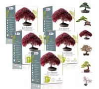 CULTIVEA® Mini Kit Prêt à Pousser 6 Bonsaï - Graines Françaises 100% Écologiques - Jardinez et décorez - Idée Cadeau (Red Mapple, Chinese Cercis, Albizia, Cornus Kousa, Norway Spruce)