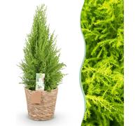 Cupressus Gold Crest Wilma - Conifère d'intérieur - Peu d'entretien - avec panier - Vert - 85-95cm - Ø21cm - Plante d'intérieur - Vert persistant