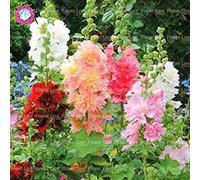 CUSHY 100pcs Double trémière Graines (Alcea rosea « ») Belles Jardinerie SEED Accueil Embellir Décoration