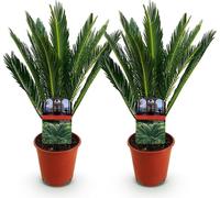 Cycas revoluta - Cycas - 2 plants - 45cm - 14cm - Plante d'intérieur facile