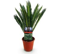 Cycas revoluta (cycas) - 45cm - 14cm - Plante d'intérieur facile d'entretien