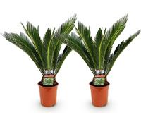 Cycas revoluta - Cycas - 70cm - 17cm - 2 plantes - Cycas faciles d'entretien