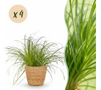 Cyperus alternifolius Zumula - Herbe à chat - Plante pour animaux - Vert - 4 Plantes - avec Panier - 20cm - Ø12cm - Plante d'intérieur - Ensemble complet - Plante avec pot
