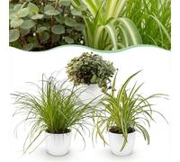 Cyperus - Calissia - Chlorophytum - Mélange de 3 - Plantes pour animaux de compagnie - Vert - 3 Plantes - avec Potter Blanc - 20cm - Ø12cm - Plante d'intérieur - Ensemble complet - Plante avec pot