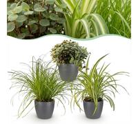Cyperus - Calissia - Chlorophytum - Mélange de 3 - Plantes pour animaux de compagnie - Vert - 3 Plantes - avec Potter Grey - 20cm - Ø12cm - Plante d'intérieur - Ensemble complet - Plante avec pot