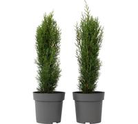 Cyprès de Provence - Set de 2 - Cupressus 'Totem' - H60-80cm - ⌀19cm