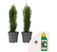Cyprès de Provence - Set de 2 - Cupressus 'Totem' - H60-80cm - ⌀19cm