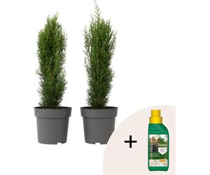 Cyprès de Provence - Set de 2 - Cupressus 'Totem' - H60-80cm - ⌀19cm