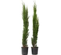 Cyprès toujours vert - Set de 2 - Cupressus sempervirens - H70-80cm - ⌀19cm