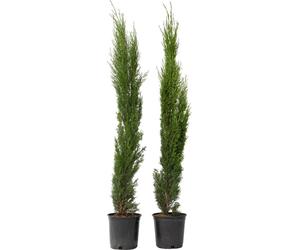 Cyprès toujours vert - Set de 2 - Cupressus sempervirens - H70-80cm - ⌀19cm
